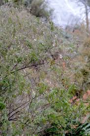 Attēlu rezultāti vaicājumam “Symphyotrichum x salignum leaf”