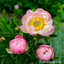 Attēlu rezultāti vaicājumam “Paeoniaceae”