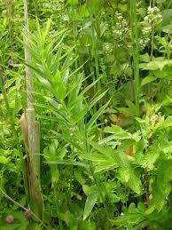 Attēlu rezultāti vaicājumam “Polygonatum verticillatum leaf”