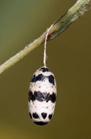 Attēlu rezultāti vaicājumam “Ichneumonidae cocoon”