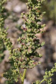 Image result for Chenopodium botrys