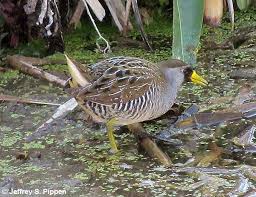 Image result for Porzana carolina