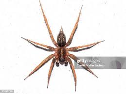 Attēlu rezultāti vaicājumam “Agelenidae”