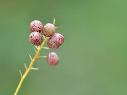 Attēlu rezultāti vaicājumam “Maianthemum bifolium fruit”