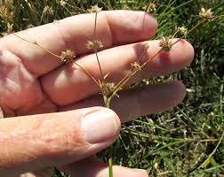Attēlu rezultāti vaicājumam “Juncus squarrosus fruit”