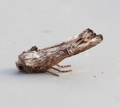 Attēlu rezultāti vaicājumam “Lithomoia solidaginis”