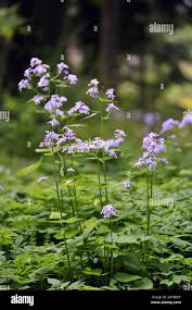 Attēlu rezultāti vaicājumam “Lunaria rediviva leaf”