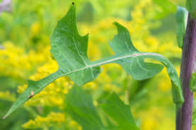 Attēlu rezultāti vaicājumam “Lactuca tatarica leaf”