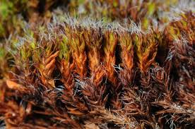 Attēlu rezultāti vaicājumam “Syntrichia”