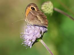 Attēlu rezultāti vaicājumam “Maniola jurtina”