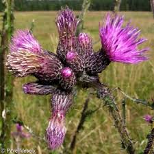 Attēlu rezultāti vaicājumam “Cirsium palustre fruit”