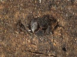 Attēlu rezultāti vaicājumam “Licea chelonoides”