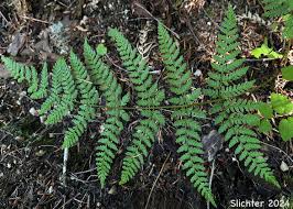 Attēlu rezultāti vaicājumam “Dryopteris expansa”