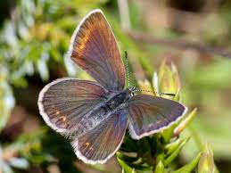 Attēlu rezultāti vaicājumam “Plebejus idas female”