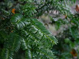 Attēlu rezultāti vaicājumam “Taxus baccata leaf”