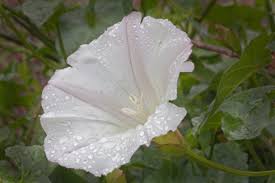 Attēlu rezultāti vaicājumam “Calystegia inflata flower”