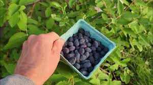 Attēlu rezultāti vaicājumam “Lonicera caerulea var. pallasii”