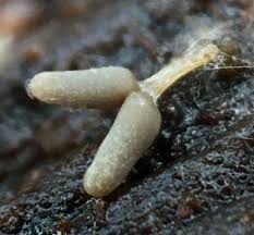 Attēlu rezultāti vaicājumam “Arcyria major”