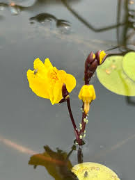 Attēlu rezultāti vaicājumam “Utricularia vulgaris flower”
