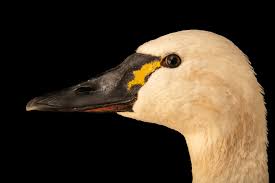 Attēlu rezultāti vaicājumam “Cygnus columbianus”