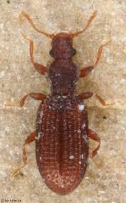 Attēlu rezultāti vaicājumam “Dienerella elongata”