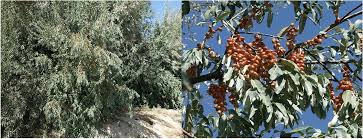 Attēlu rezultāti vaicājumam “Poa angustifolia fruit”