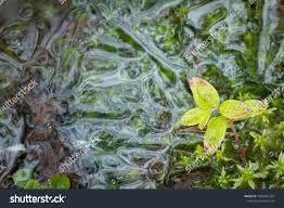 Attēlu rezultāti vaicājumam “Sphagnum fallax”