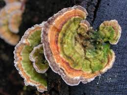 Attēlu rezultāti vaicājumam “Trametes versicolor”