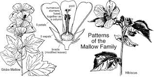 Attēlu rezultāti vaicājumam “Malvaceae”