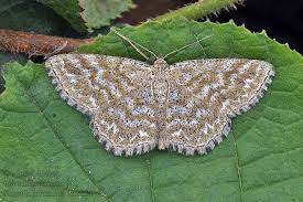 Attēlu rezultāti vaicājumam “Scopula immorata”