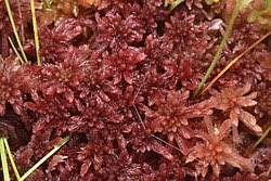 Attēlu rezultāti vaicājumam “Sphagnum tenellum”