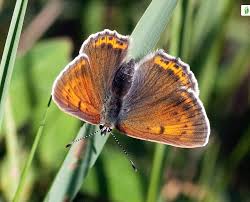 Attēlu rezultāti vaicājumam “Lycaena hippothoe underside”