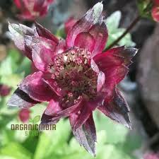 Attēlu rezultāti vaicājumam “Astrantia major”