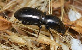 Attēlu rezultāti vaicājumam “Carabidae”