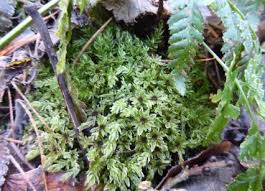 Attēlu rezultāti vaicājumam “Mnium hornum sporophyte”