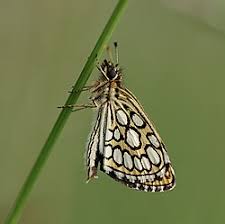 Attēlu rezultāti vaicājumam “Heteropterus morpheus”