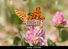 Attēlu rezultāti vaicājumam “Issoria lathonia underside”