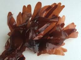 Attēlu rezultāti vaicājumam “Enteridium olivaceum macro”