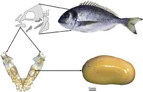 Image result for Sparus aurata