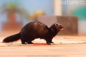 Attēlu rezultāti vaicājumam “Mustela putorius”