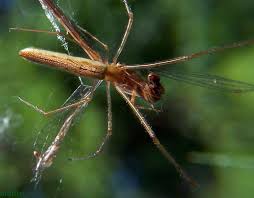 Attēlu rezultāti vaicājumam “Tetragnathidae”