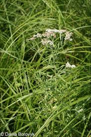 Attēlu rezultāti vaicājumam “Achillea salicifolia”