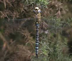 Attēlu rezultāti vaicājumam “Aeshna mixta male”