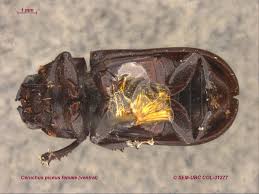 Attēlu rezultāti vaicājumam “Lucanidae”