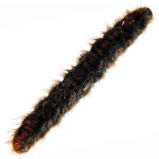 Attēlu rezultāti vaicājumam “Macrothylacia rubi larva”