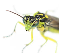 Attēlu rezultāti vaicājumam “Rhogogaster picta”