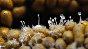 Attēlu rezultāti vaicājumam “Polycephalomyces tomentosus”