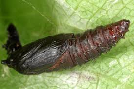 Attēlu rezultāti vaicājumam “Celypha siderana”