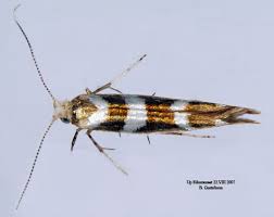 Attēlu rezultāti vaicājumam “Argyresthia goedartella”