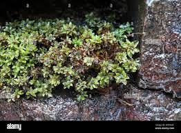 Attēlu rezultāti vaicājumam “Encalypta”